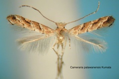 Cameraria palawanensis