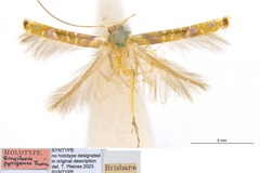 Acrocercops pyrigenes