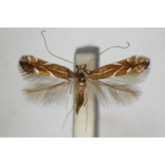 /filer/webapps/moths_gc/media/images/L/leucographella_Phyllonorycter_A_ZSM_2.jpg