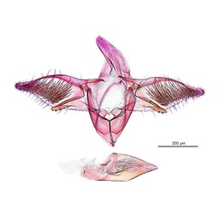 /filer/webapps/moths_gc/media/images/V/virosae_Diphtheroptila_HT_GM_ANIC.jpg