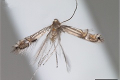 Phyllocnistis selene