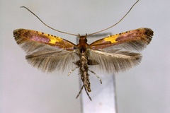 Caloptilia monticola