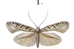 Caloptilia alaudella