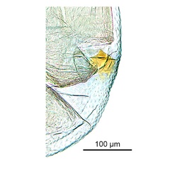 /filer/webapps/moths_gc/media/images/O/ochridorsellum_Diphtheroptila_AF2_GF_signum_ANIC.jpg