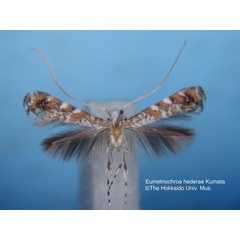 /filer/webapps/moths_gc/media/images/H/hederae_Eumetriochroa_HT_EIHU.jpg