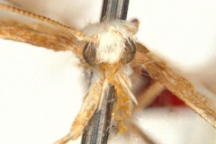 Epicephala zalosticha