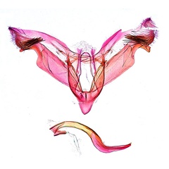 /filer/webapps/moths_gc/media/images/K/kuranda_Liocrobyla_PT5_GM_ANIC.jpg