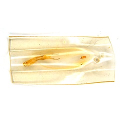 /filer/webapps/moths_gc/media/images/G/glochidia_Diphtheroptila_PT3_pupa_ANIC.jpg
