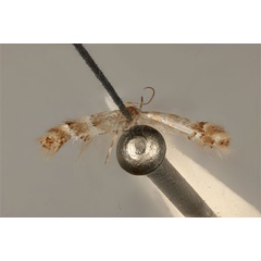 /filer/webapps/moths_gc/media/images/E/enchalcoa_Phyllonorycter_ST_ANIC31-075607_dorsal.jpg