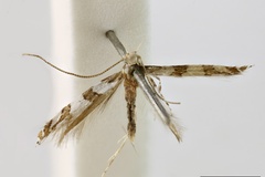 Acrocercops argocosma