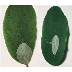 /filer/webapps/moths_gc/media/images/R/robiniella_Macrosaccus_mine-type3a_Kirichenko-etal_2025b_7.jpg