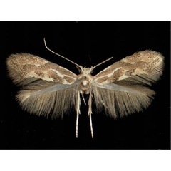 /filer/webapps/moths_gc/media/images/C/connexella_Phyllonorycter_A_Kundl03021973_MHNG.jpg