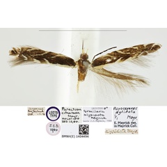 /filer/webapps/moths_gc/media/images/C/citharoda_Parectopa_HT_BMNH_1404494.jpg