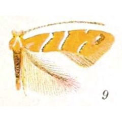 /filer/webapps/moths_gc/media/images/A/aesculisella_Cameraria_A_Braun_24-9.jpg