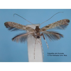 /filer/webapps/moths_gc/media/images/U/ulmi_Caloptilia_HT_EIHU.jpg