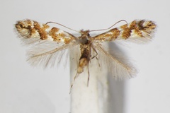 Phyllonorycter hancola