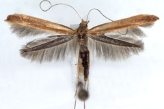 Caloptilia elongella