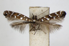 Parectopa ononidis