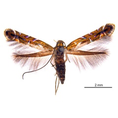 /filer/webapps/moths_gc/media/images/E/eumetalla_Polysoma_AF_De-Prins-etal_2025_248.jpg