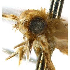/filer/webapps/moths_gc/media/images/G/glochidia_Diphtheroptila_PT14_head2_ANIC.jpg