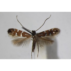 /filer/webapps/moths_gc/media/images/L/lautella_Phyllonorycter_A_ZSM_3.jpg