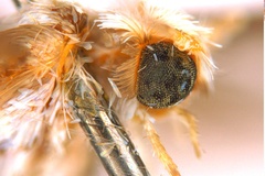 Epicephala xerocarpa