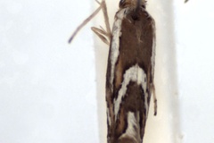 Phyllonorycter aceriphaga