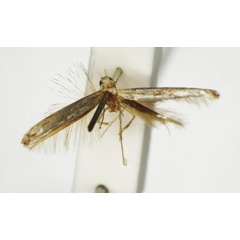 /filer/webapps/moths_gc/media/images/T/trichophysa_Parectopa_ST_1408759_BMNH.jpg