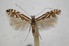 Phyllonorycter cerasinella