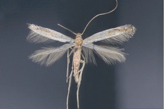 Acrocercops breyeri