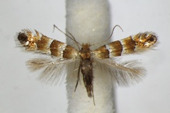 Phyllonorycter nicellii