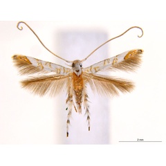 /filer/webapps/moths_gc/media/images/N/niphadias_Cuphodes_31-085591_ANIC.jpg