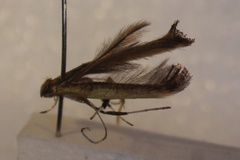 Caloptilia callichora