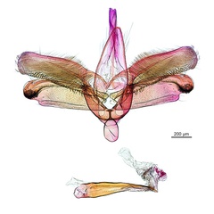 /filer/webapps/moths_gc/media/images/A/acrobaphes_Epicephala_GM_ANIC.jpg