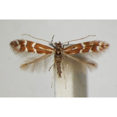 /filer/webapps/moths_gc/media/images/F/fraxinella_Phyllonorycter_A_ZSM_4.jpg