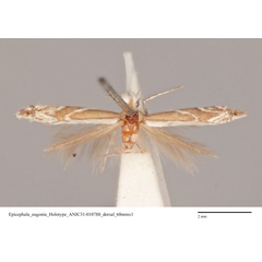 /filer/webapps/moths_gc/media/images/E/eugonia_Epicephala_HT_ANIC31-010788_dorsal.jpg