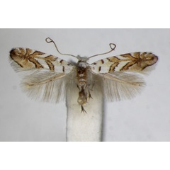 /filer/webapps/moths_gc/media/images/O/ochreojunctella_Phyllonorycter_A_ZSM.jpg