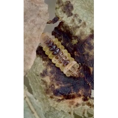 /filer/webapps/moths_gc/media/images/O/ohridella_Cameraria_larva_Anikin_2019_587.jpg