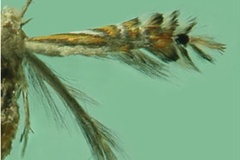 Phyllocnistis ourea