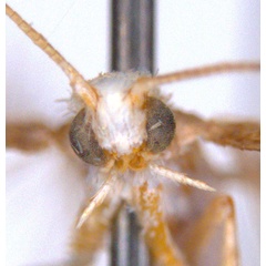 /filer/webapps/moths_gc/media/images/Z/zalosticha_Epicephala_PLT2_head1_ANIC.jpg
