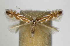 Phyllonorycter esperella
