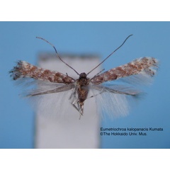 /filer/webapps/moths_gc/media/images/K/kalopanacis_Eumetriochroa_HT_EIHU.jpg