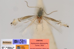 Phyllocnistis diplomochla