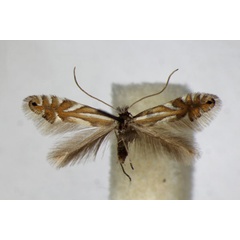 /filer/webapps/moths_gc/media/images/S/strigulatella_Phyllonorycter_A_ZSM_4.jpg