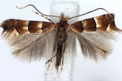 Phyllonorycter froelichiella