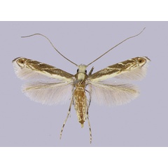 /filer/webapps/moths_gc/media/images/V/vitisidaea_Epicephala_A_Kawakita-et-Kato_2016_92.jpg