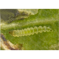/filer/webapps/moths_gc/media/images/T/tecomae_Angelabella_larva1_Cerdena_etal_2026_1E.jpg