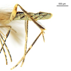 /filer/webapps/moths_gc/media/images/C/crotonella_Diphtheroptila_HT_legs_ANIC.jpg