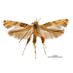 /filer/webapps/moths_gc/media/images/P/panconita_Murwillumba_PT_A13_De-Prins-et-al_2025_299.jpg