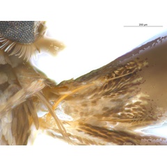 /filer/webapps/moths_gc/media/images/G/glochidia_Diphtheroptila_HT_frenulum_ANIC.jpg